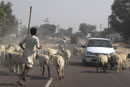 Sheep mayhem on the road