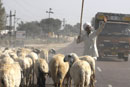 Shepherd halting traffic