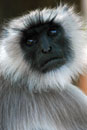 Wild monkey in park - Jodhpur