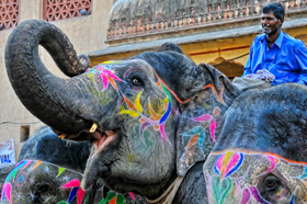 Painted elephant at Jaipur Festival, India