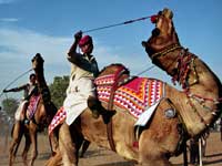 Camel racing in Pushkar, India